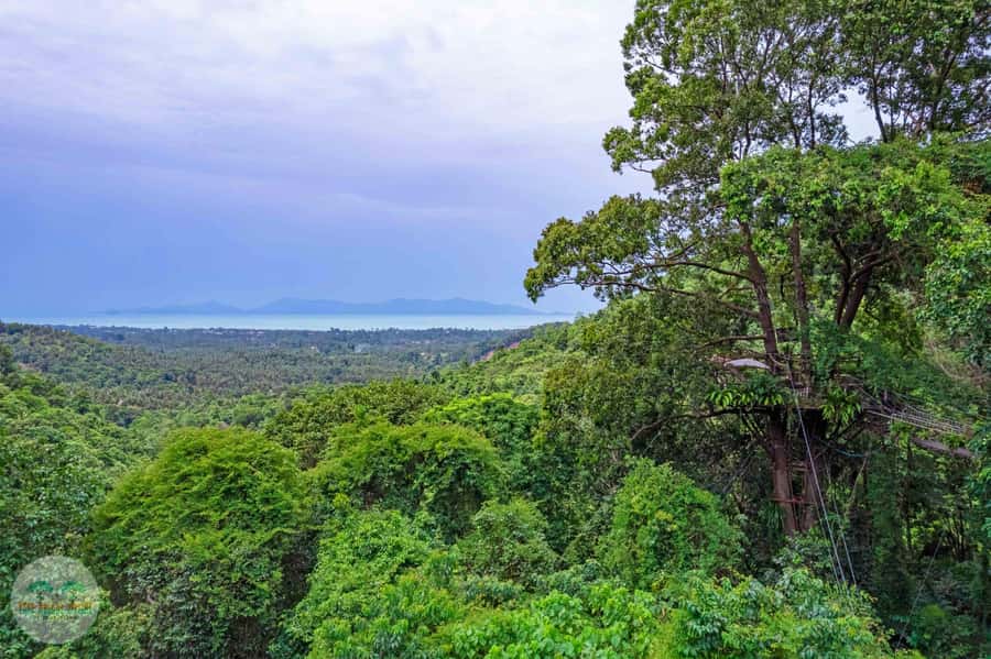 From Koh Samui: Tree Bridge Zipline and Café Experience - Pickup and getting there: the part that can make or break your morning