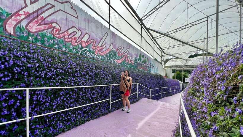 From Kuala Lumpur: Cameron Highlands Day Tour with Lunch - Key things worth knowing before you go