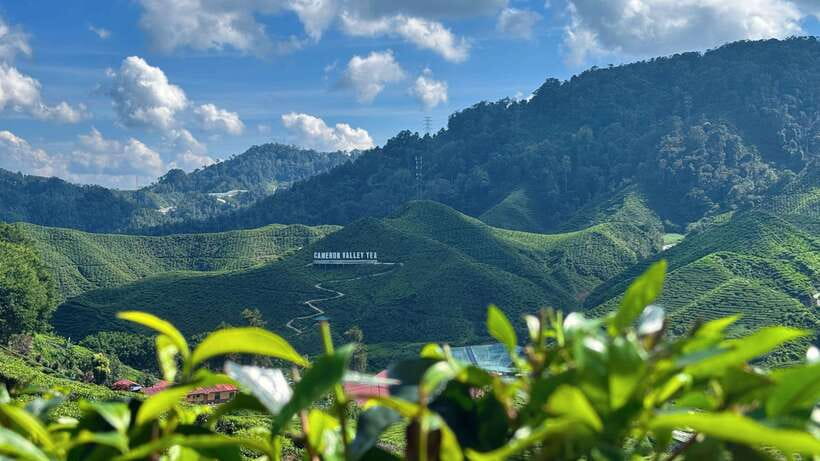From Kuala Lumpur: Cameron Highlands Day Tour with Lunch - A One-Day Cameron Highlands Route From Kuala Lumpur