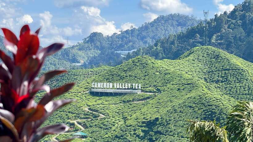 From Kuala Lumpur: Cameron Highlands Day Tour with Lunch - Strawberry Farm in 30 Minutes: Sweet, Scenic, and Fast