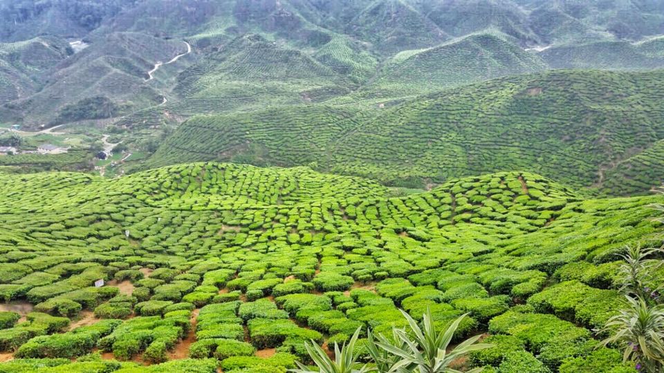 From Kuala Lumpur: Cameron Highlands Day Tour with Lunch - Cameron Valley Tea Plantation: The Real Payoff
