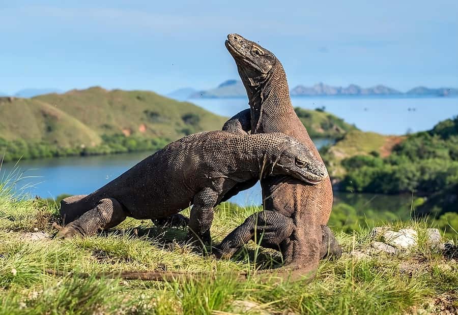 From Labuan Bajo: Komodo Island Day Tour with Snorkeling - Labuan Bajo’s fast-boat Komodo day: what you’re really signing up for
