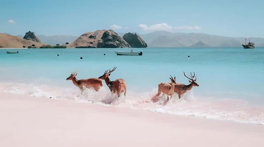 From Labuan Bajo: Komodo Island Day Tour with Snorkeling - Komodo Island ranger walk: seeing dragons safely and respectfully