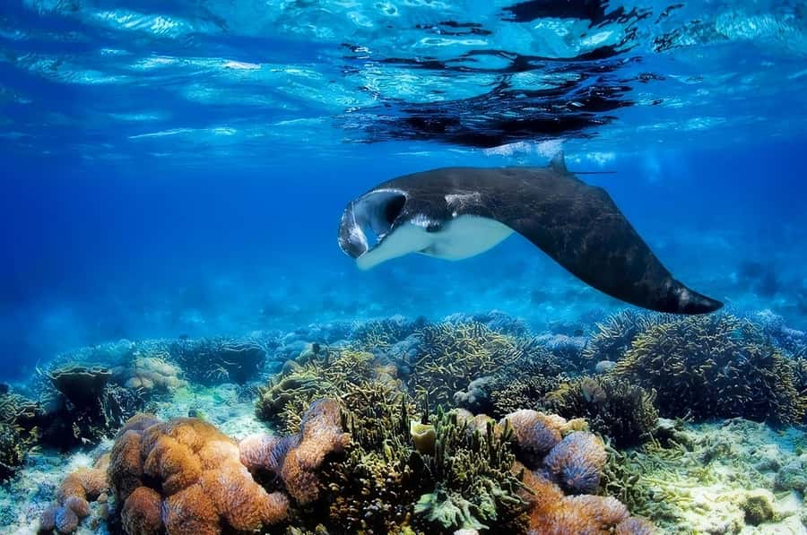 From Labuan Bajo: Komodo Island Day Tour with Snorkeling - Snorkeling strategy: why this tour works as a full-day reef sampler