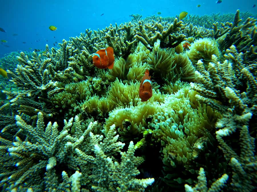 From Lembongan: Nusa Penida Snorkeling Day Trip - Stop 1: Manta Point (or Manta Bay) and your best shot at reef mantas