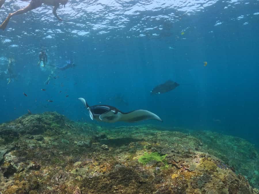 From Lembongan: Nusa Penida Snorkeling Day Trip - Lunch: simple, filling, and actually timed right