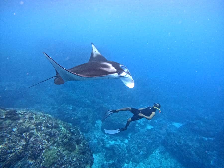 From Nusa Penida: 3 Spots Snorkeling Tour with Manta Rays - Quick take: the main reasons this tour works