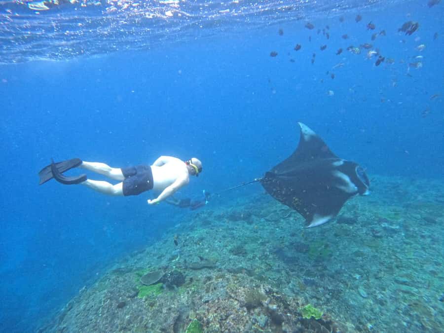 From Nusa Penida: 3 Spots Snorkeling Tour with Manta Rays - Price and logistics: is $48 good value here?