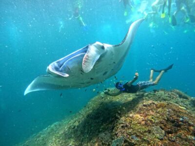 From Nusa Penida: 3 Spots Snorkeling Tour with Manta Rays - Toyapakeh Harbour morning: what you’re doing before you ever swim