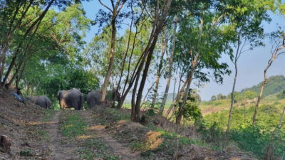 From Pattaya: Living Green Elephant Sanctuary Day Trip - Door-to-Door Timing: Morning vs Afternoon Sessions and Why It Matters