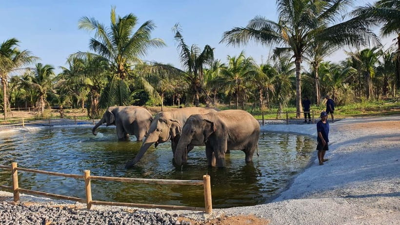 From Pattaya: Living Green Elephant Sanctuary Day Trip - Hand-Feeding and Safe Interactions: Close Up Without Chaos