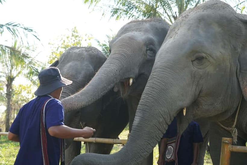 From Pattaya: Living Green Elephant Sanctuary Day Trip - Photography and the Group Reality: What to Expect Without Overhyping It