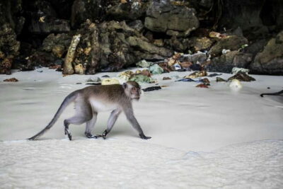 From Phi Phi: Full Day 7 Island Tour by Longtail with Sunset - Meeting in Tonsai Bay: the one logistics detail people trip on