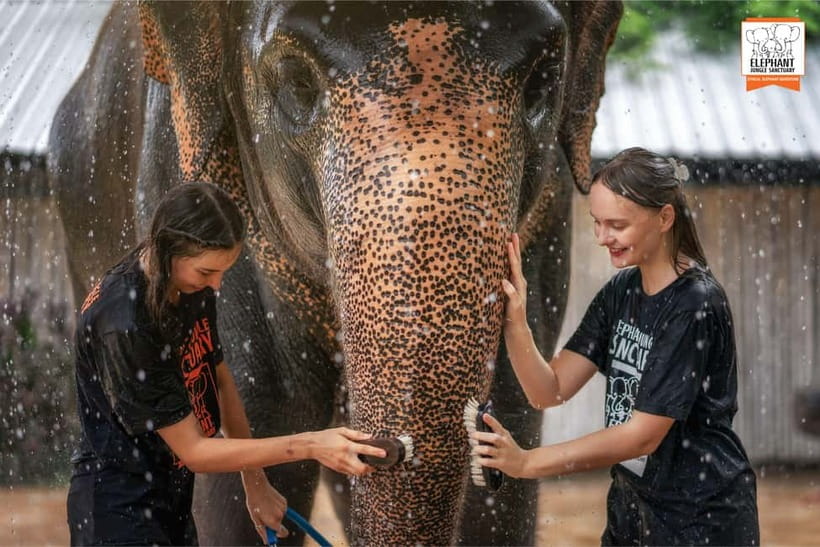 From Phuket: Elephant Jungle Sanctuary Feed and Shower Trip - Key highlights worth planning around