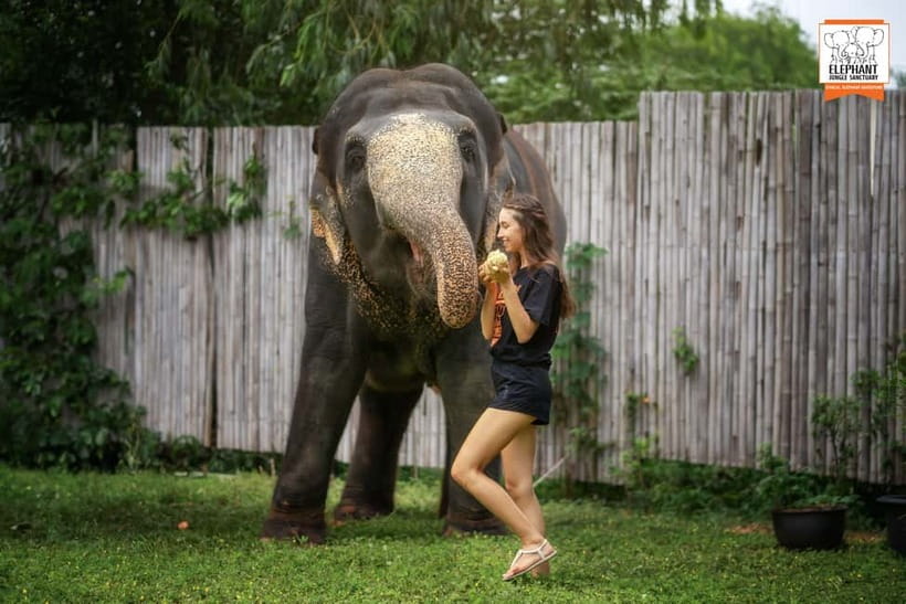 From Phuket: Elephant Jungle Sanctuary Feed and Shower Trip - From Phuket pickup to the sanctuary: what the timing really feels like