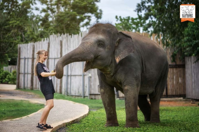 From Phuket: Elephant Jungle Sanctuary Feed and Shower Trip - The guided lesson: anatomy and behavior you can actually use