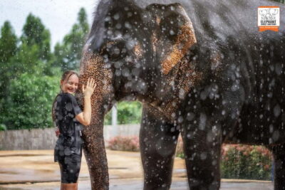 From Phuket: Elephant Jungle Sanctuary Feed and Shower Trip - Feeding time: seasonal fruits, safe contact, and elephant pacing