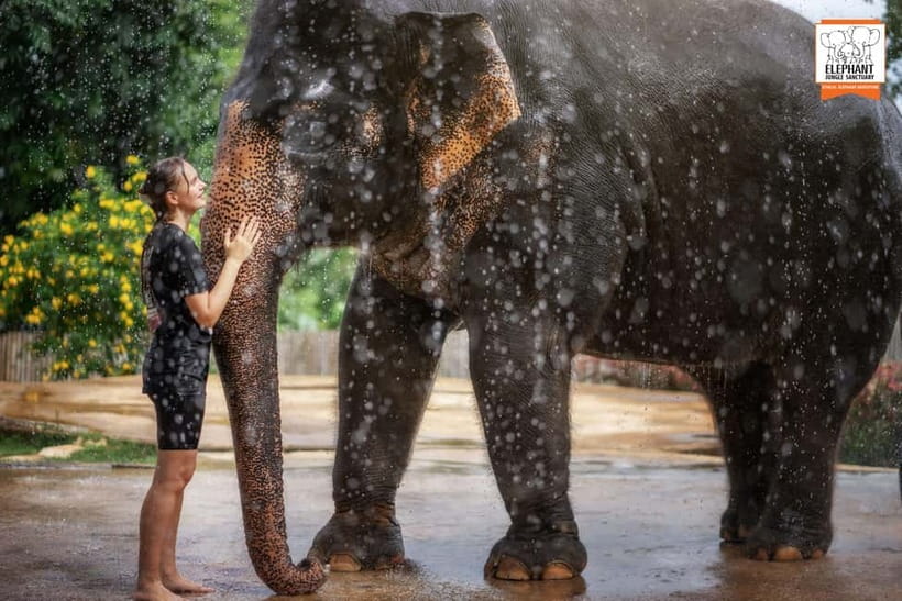 From Phuket: Elephant Jungle Sanctuary Feed and Shower Trip - Is it worth $61? A value check you can actually make
