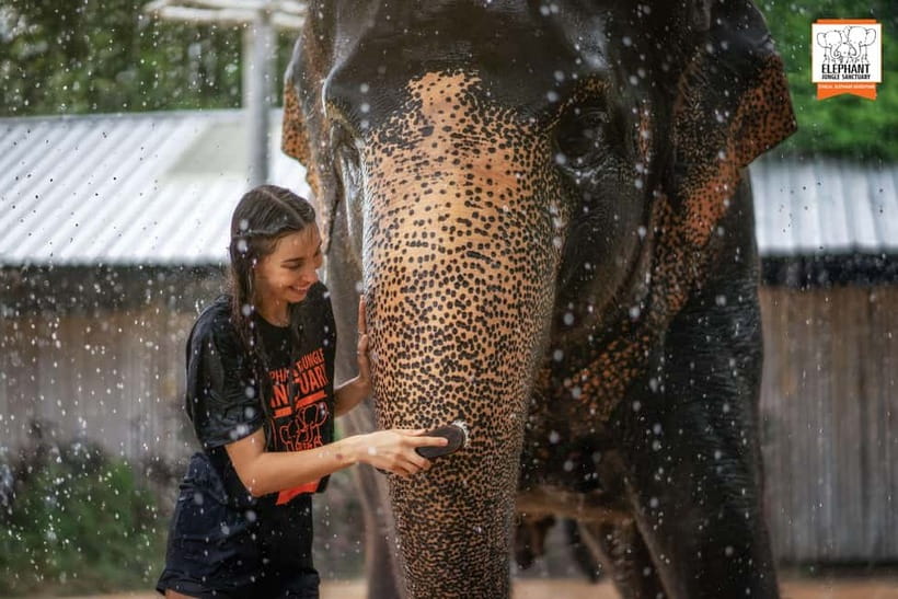 From Phuket: Elephant Jungle Sanctuary Feed and Shower Trip - My decision guide: should you book the Phuket Elephant Jungle Sanctuary feed-and-shower?