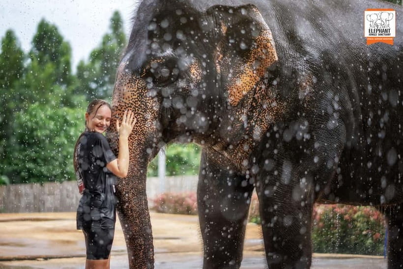 From Phuket: Elephant Jungle Sanctuary Feed and Shower Trip - Feeding time: seasonal fruits, safe contact, and elephant pacing