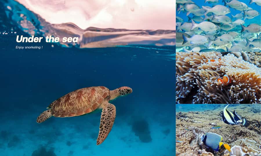 From Phuket or Khaolak : Similan Islands Day Trip - Midday Reset on Miang Island (Island No. 4) With Thai Buffet Lunch