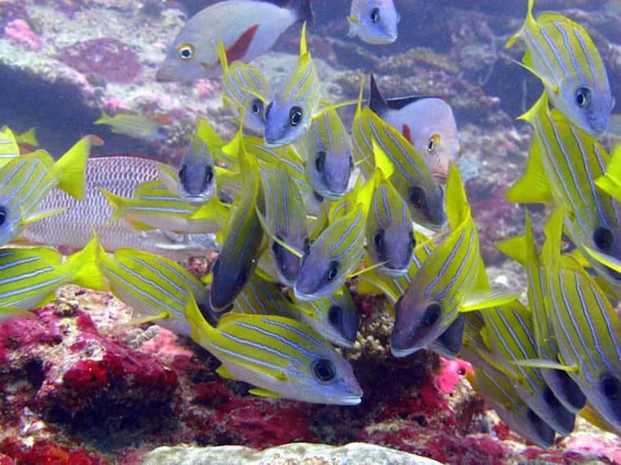 From Samui: Ko Tao and Koh Nang Yuan Speedboat Day Trip - Coral Expectations, Turtle Odds, and the “Nature Is Messy” Reality