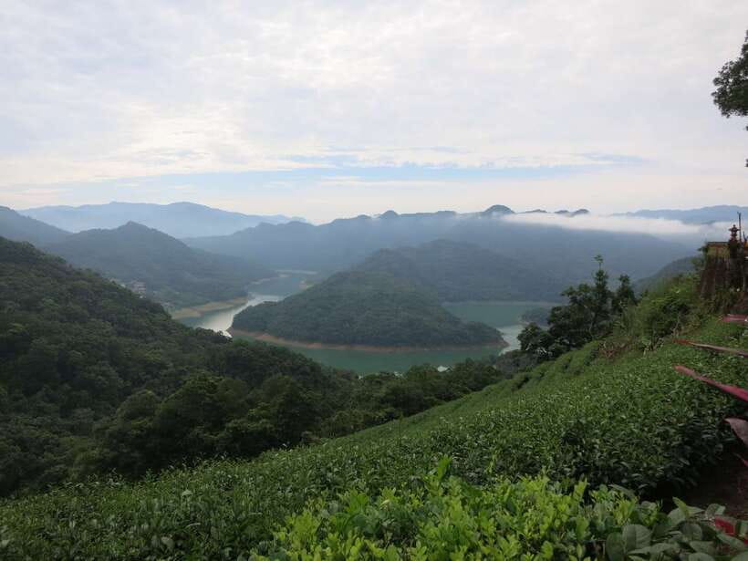 From Taipei: Thousand Island Lake and Pinglin Tea Plantation - The real value: you leave with a tea habit you can repeat