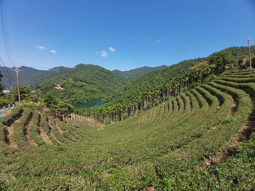 From Taipei: Thousand Island Lake and Pinglin Tea Plantation - Pinglin Tea Plantation area: what you’re tasting has a place