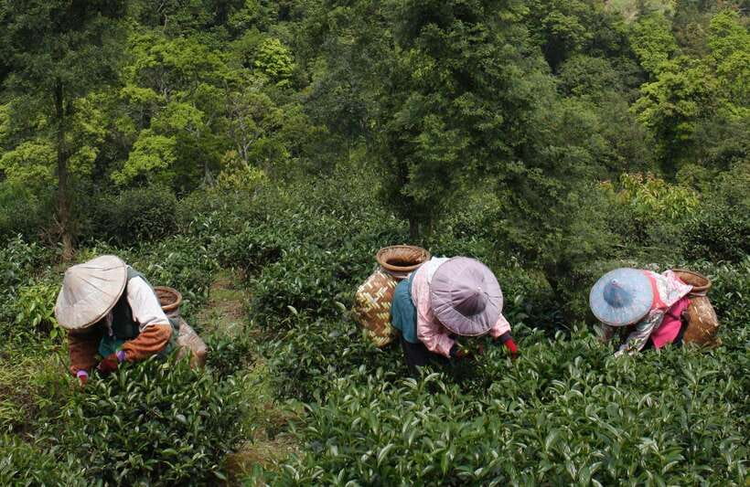 From Taipei: Thousand Island Lake and Pinglin Tea Plantation - Pinglin Old Street and tea ceremony: the finish that slows you down