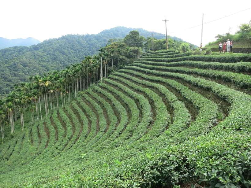 From Taipei: Thousand Island Lake and Pinglin Tea Plantation - Who should book this tea-country afternoon (and who shouldn’t)