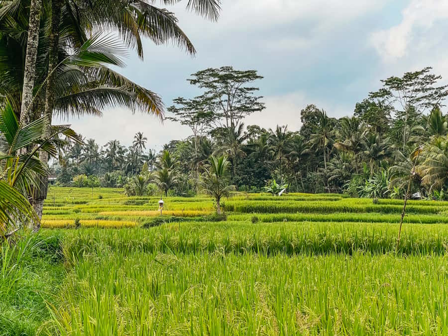 From Ubud: Downhill Bike Tour with Rice Terraces and Meal - Organic plantation walk and the rice-terrace UNESCO moment