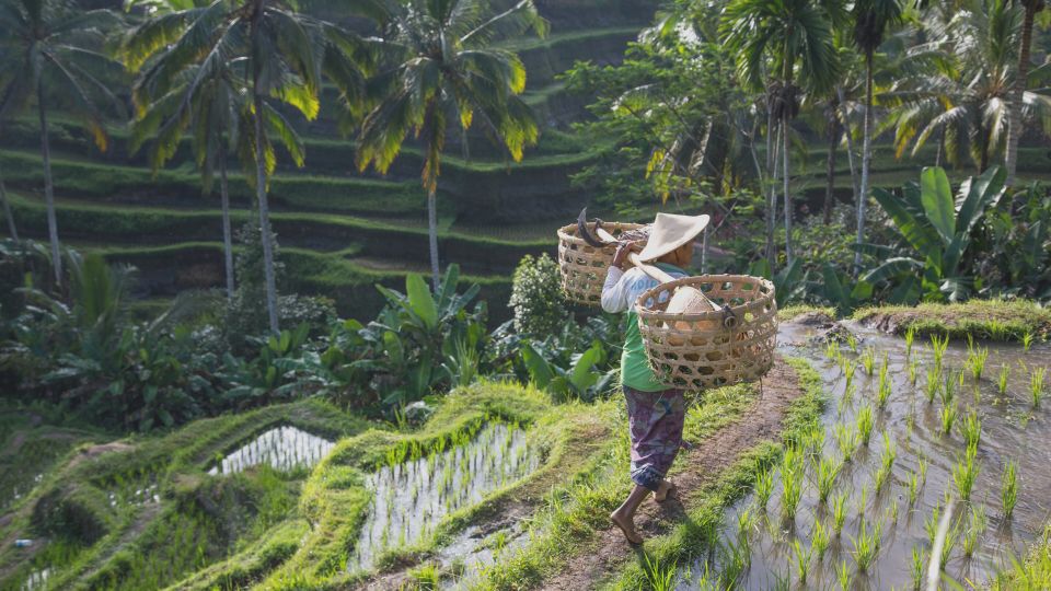From Ubud: Evening Firefly Tour in Taro Village - Quick Tips to Make Your Evening Smoother