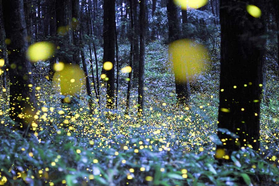 From Ubud: Evening Firefly Tour in Taro Village - Tour Snapshot: Price, Time, and What’s Included