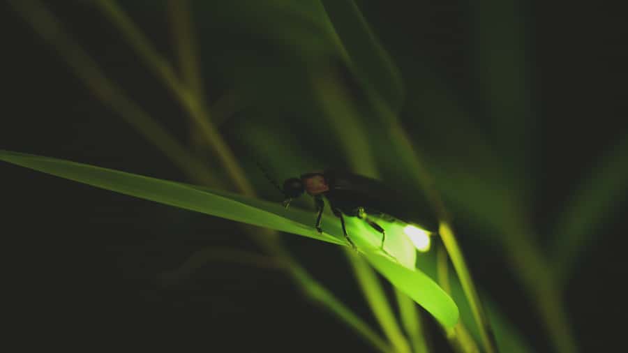 From Ubud: Evening Firefly Tour in Taro Village - Taman Dukuh Agroforestry: The Farm Walk Before Dinner