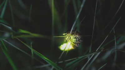 From Ubud: Evening Firefly Tour in Taro Village - From Ubud to Taro Village: Start Calm, Not Cramped