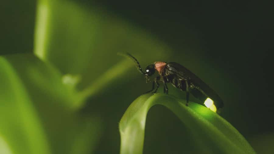 From Ubud: Evening Firefly Tour in Taro Village - Village Compound Stop: Seeing Balinese Homes and Family Rules