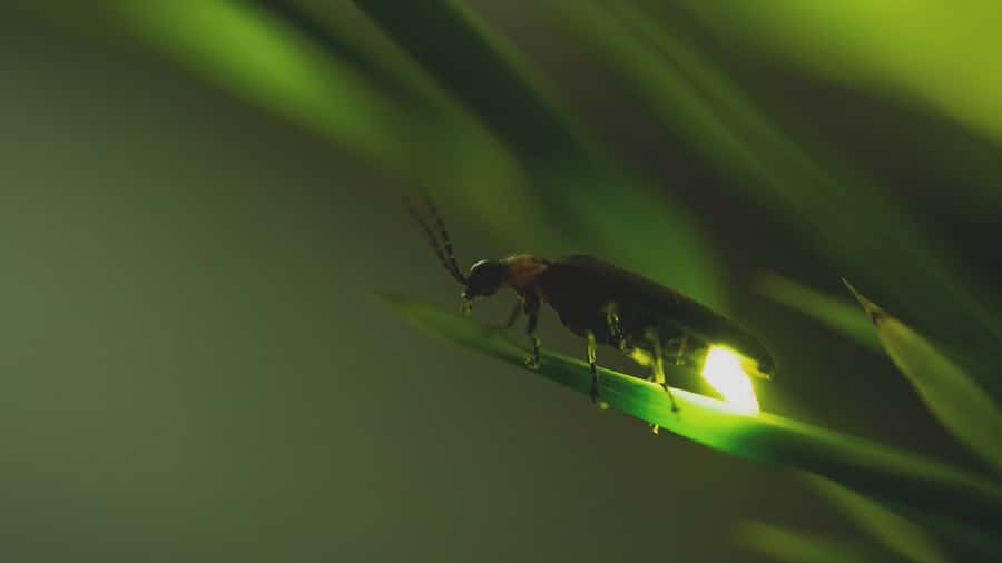 From Ubud: Evening Firefly Tour in Taro Village - Rice Paddies at Night: The Subak Irrigation Story Meets the Firefly Glow
