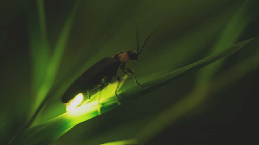 From Ubud: Evening Firefly Tour in Taro Village - Pace and Practical Comfort: What to Expect When It’s Dark