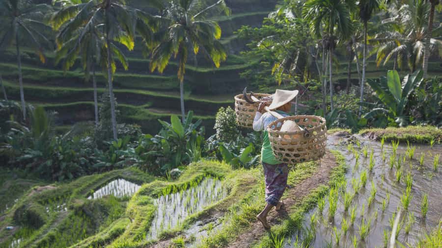 From Ubud: Evening Firefly Tour in Taro Village - Is the $29 Price a Good Deal?