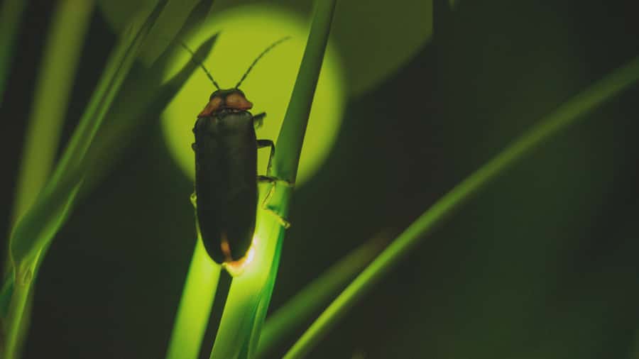 From Ubud: Evening Firefly Tour in Taro Village - Best Fit: Who Will Enjoy This Tour the Most?
