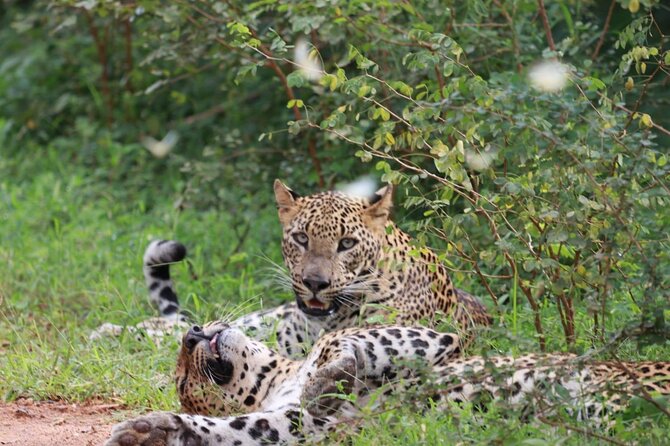 Full day Safari - Yala National Park - 04.30 am to 06.00 pm with - Janaka safari - Key highlights you’ll feel in the day