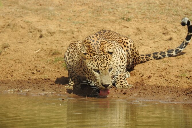 Full day Safari - Yala National Park - 04.30 am to 06.00 pm with - Janaka safari - Yala from 4:30am: why this timing matters