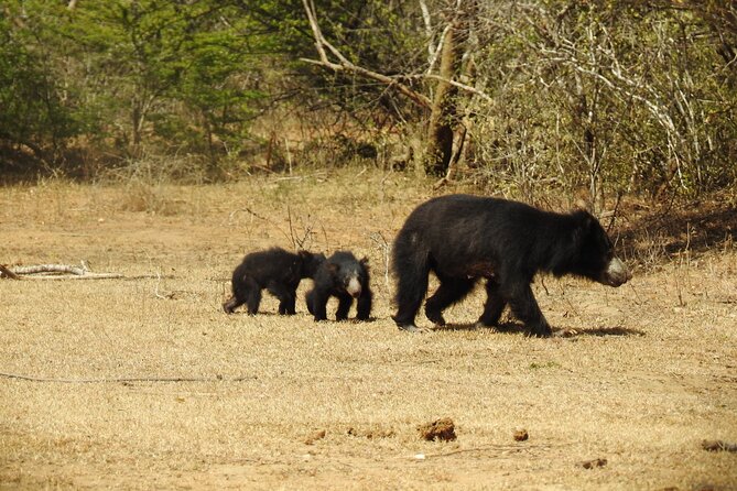 Full day Safari - Yala National Park - 04.30 am to 06.00 pm with - Janaka safari - A day’s schedule that actually works: dawn entry, midday pause, evening hunts