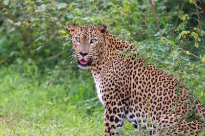 Full day Safari - Yala National Park - 04.30 am to 06.00 pm with - Janaka safari - The leopard mission: what you should realistically expect