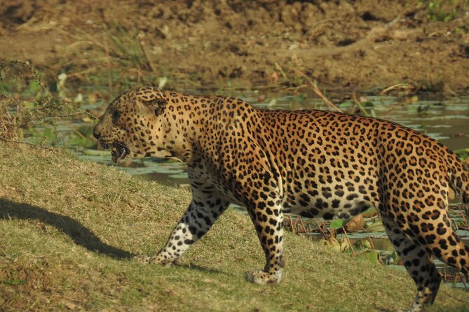 Full day Safari - Yala National Park - 04.30 am to 06.00 pm with - Janaka safari - Breakfast and lunch inside Yala: fuel you can actually use
