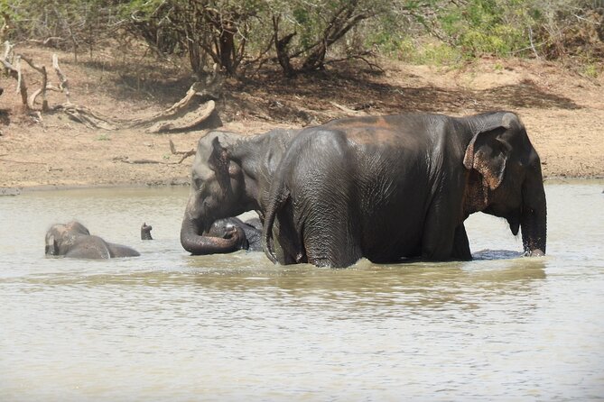 Full day Safari - Yala National Park - 04.30 am to 06.00 pm with - Janaka safari - What you might spot besides leopards
