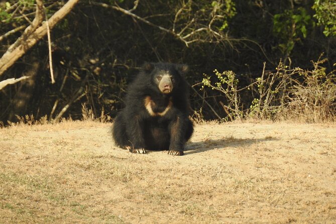 Full day Safari - Yala National Park - 04.30 am to 06.00 pm with - Janaka safari - Price and value: what $57.99 buys, and what it doesn’t