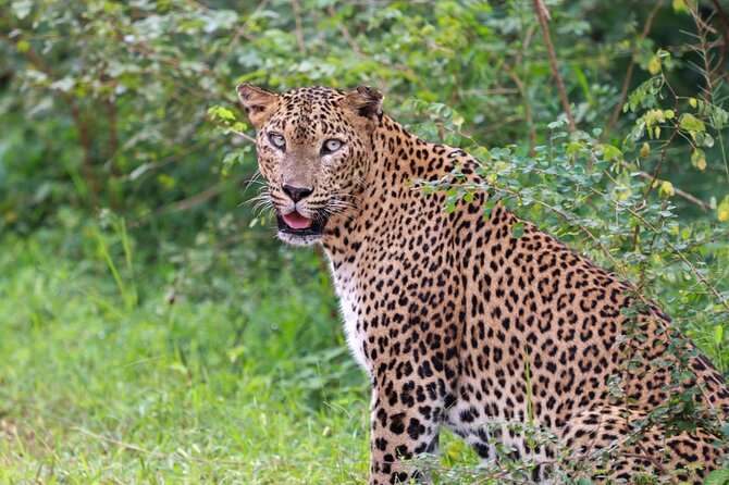 Full day Safari - Yala National Park - 04.30 am to 06.00 pm with - Janaka safari - The leopard mission: what you should realistically expect