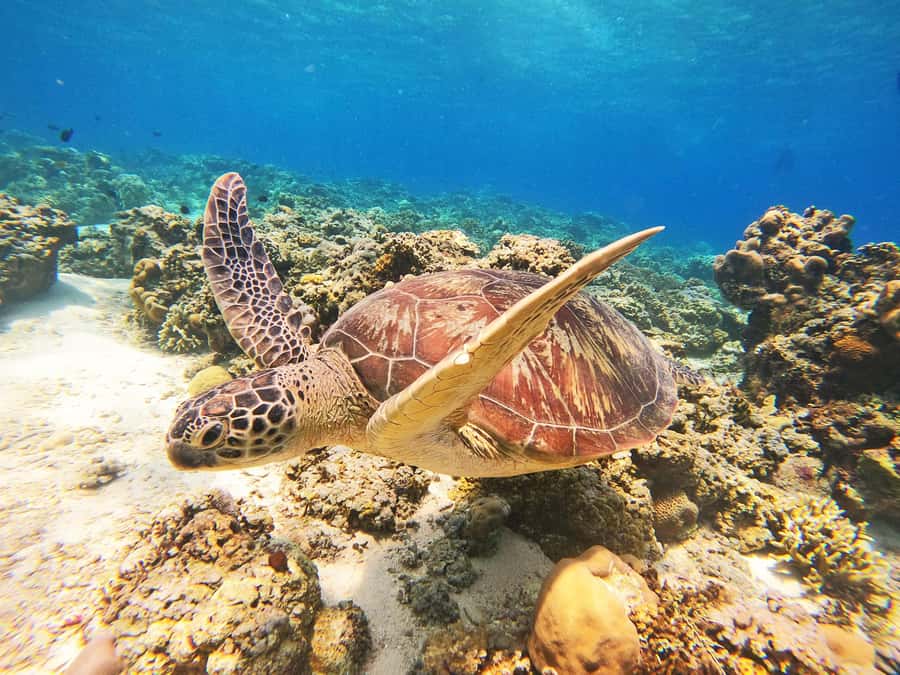 Gili Trawangan: Gili Islands Sunset Boat Tour and Snorkeling - Key highlights worth planning for