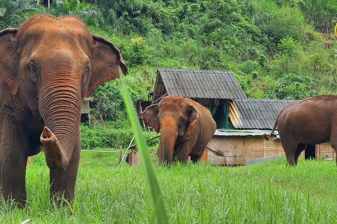 Half-Day Elephant Experience at Rantong - Key things that make Ran-Tong different